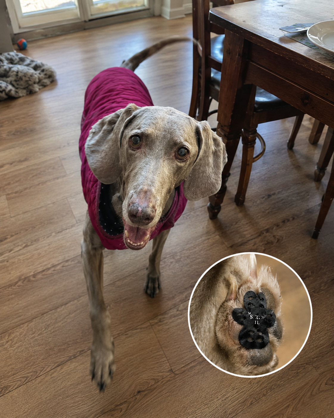 Senior dog pausing comfortably in a real home setting